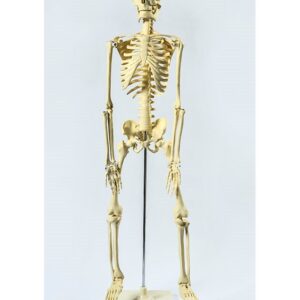 BM002 Skelet 85 cm