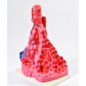 BM035 Model bronhiola sa alveolama