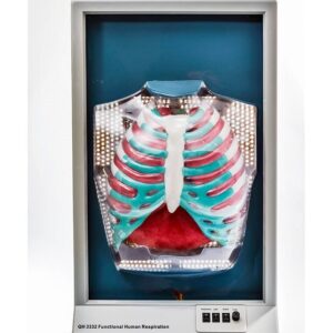 BM036 Model za demonstraciju funkcionisanja raspiratornog sistema