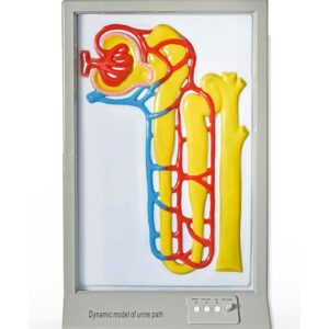 BM040 Model za demonstraciju procesa formiranja urina