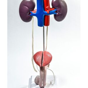 BM038 Muški urološki genitalni sistem