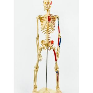 BM003 Model skeleta 85 cm sa venama i arterijama