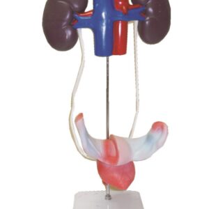 BM039 Ženski urološko - genitalni sistem