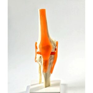 BM009 Zglob kolena sa ligamentima